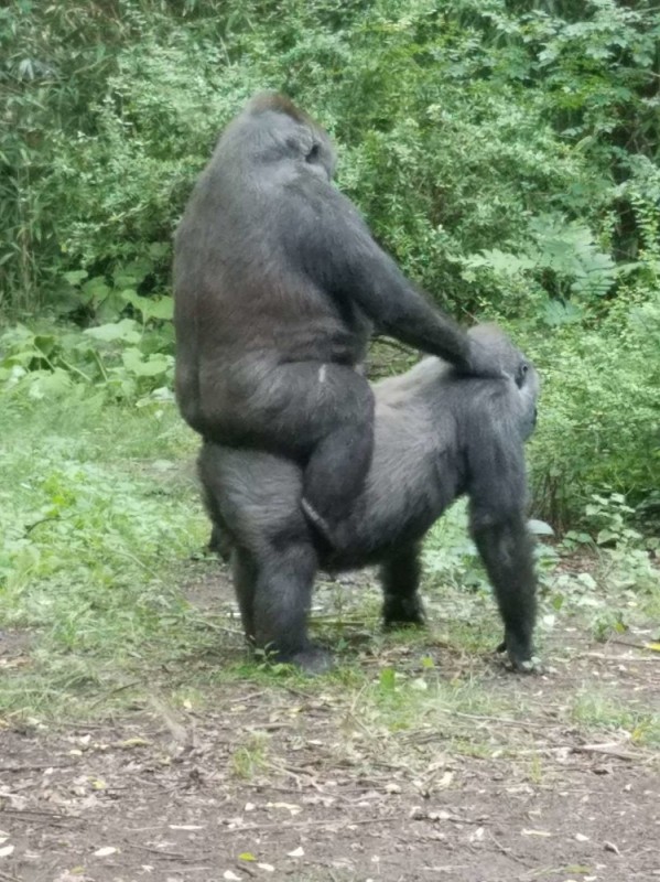 Create meme: female gorilla, gorilla , gorilla monkey