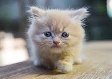 Create meme: cat , cute kittens, adorable kittens