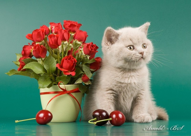 Create meme: cat with flowers , British kittens with flowers, happy birthday cat