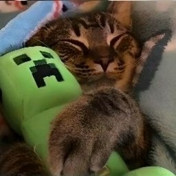 Create meme: The creeper cat, the cat with the creeper, creeper and cat