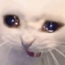 Create meme: cat, the cat is crying, cat