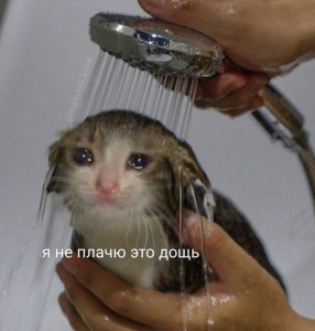 Create meme: cat, I'm not crying it's just DOSCH meme, I'm not crying it's just raining meme