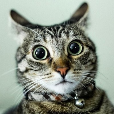 Create meme: cat , cat in shock, cat surprised