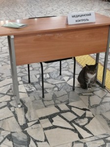 Create meme: dining table in loft style, cat, table in loft style