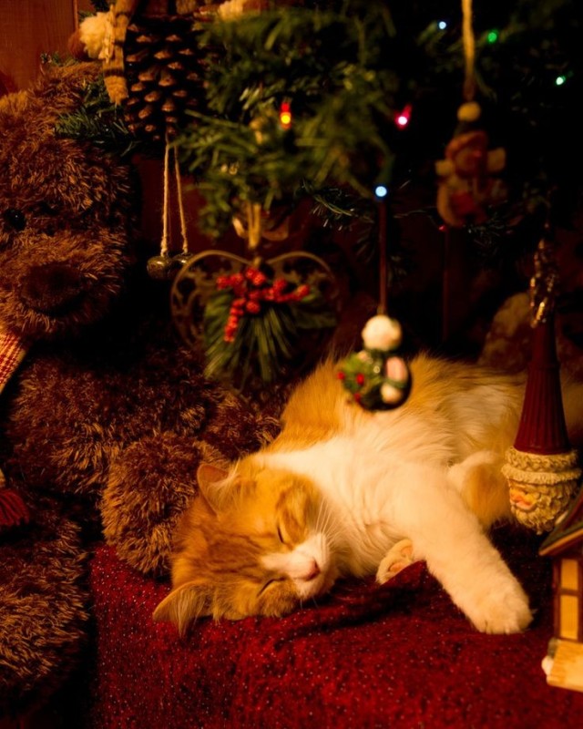 Создать мем: новогодние фотообои с котиками милашки сонные, новогодняя кошка, новогодний котик
