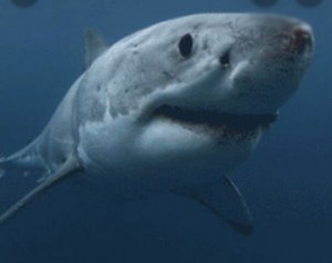 Создать мем: акула мако, белая акула николь, большая белая акула