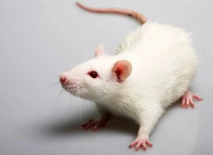 Create meme: white metal rat, decorative rat, white pet rat