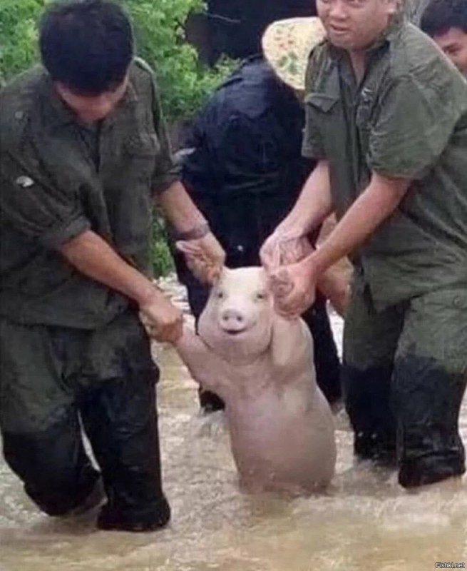 Create meme: pig man, Chinese pig, The pig is being rescued