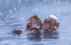 Создать мем: снежные обезьяны, водяная обезьяна, обезьяна в воде