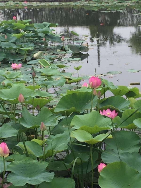Create meme: ec lotus lake, lotus lake khabarovsk, lotus pond