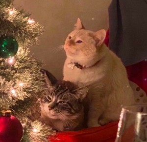 Create meme: cat and Christmas tree, the cat and the Christmas tree meme, cat tree