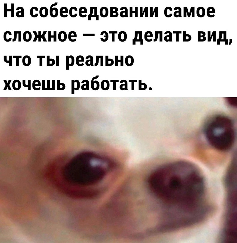 Собака плачет мем