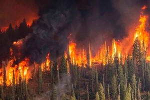 Создать мем: пожар в лесу вблизи, верховой пожар в лесу, лесной пожар