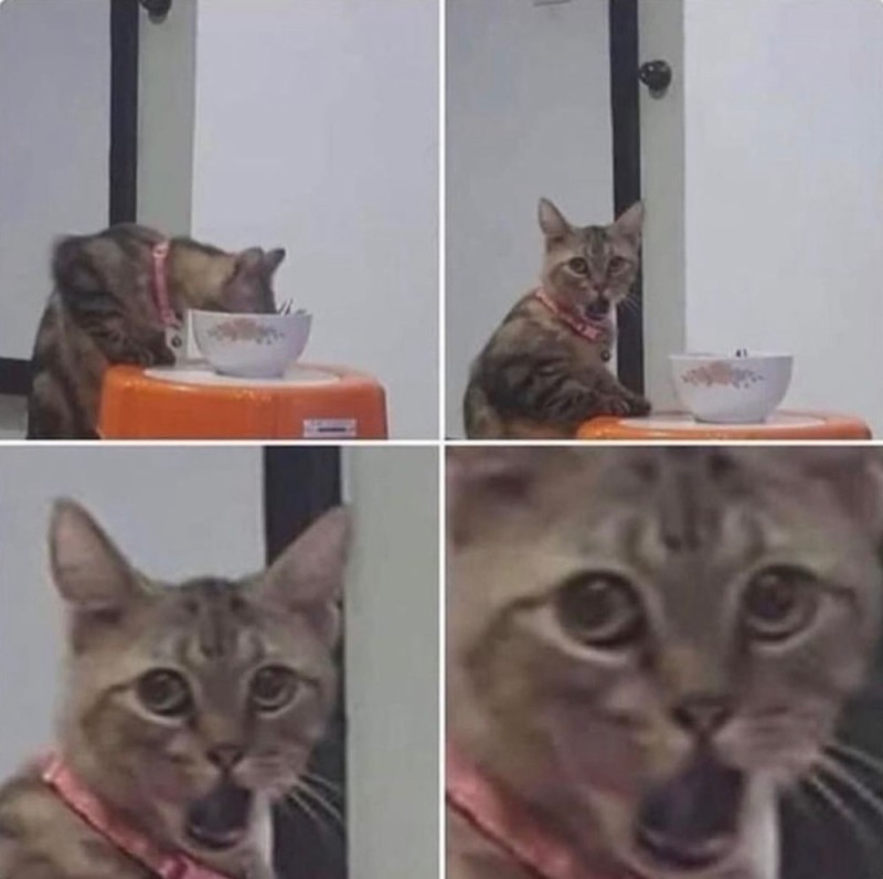 Создать мем: мемы с котами, кот и еда, котик