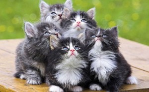 Создать мем: милые кошечки, сибирская кошка, пушистые котята