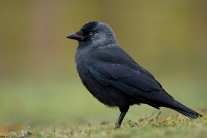 Create meme: jackdaw common, black crow, jackdaw