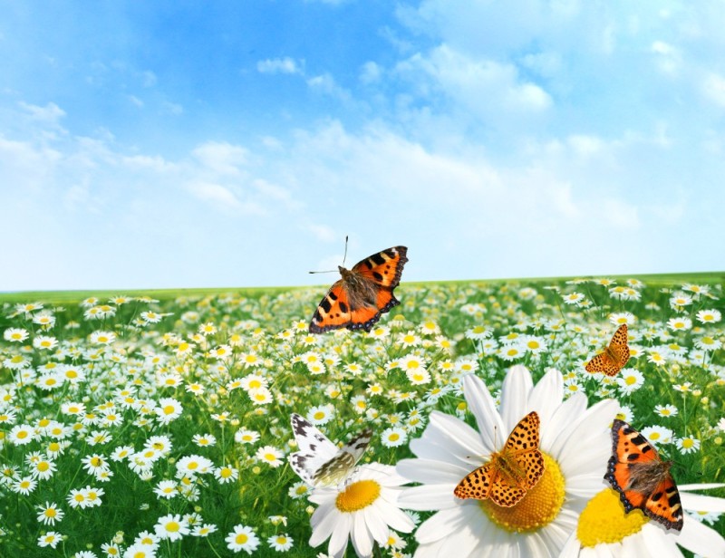 Create meme: a butterfly on a daisy, field with daisies, a butterfly in a meadow