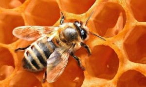 Создать мем: пчелы мед, пчела на сотах, пчелы соты