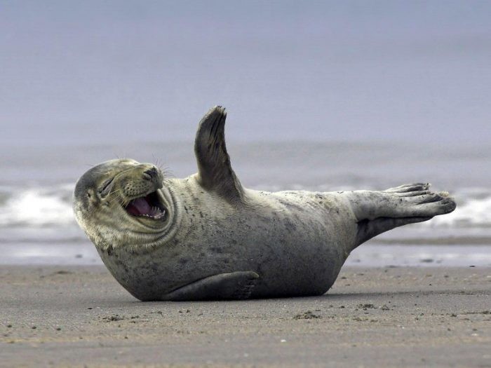 Создать мем: веселый тюлень, тюлень морской котик, смешной тюлень