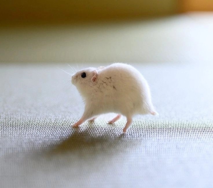 Create meme: the Syrian hamster is albino, hamster , mouse 