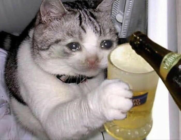 Create meme: drunk cat , sad cat with beer, cat with beer meme