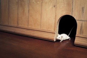 Create meme: mouse home, mouse