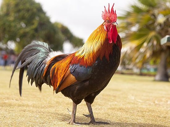 Create meme: cockerel , rooster , rooster 