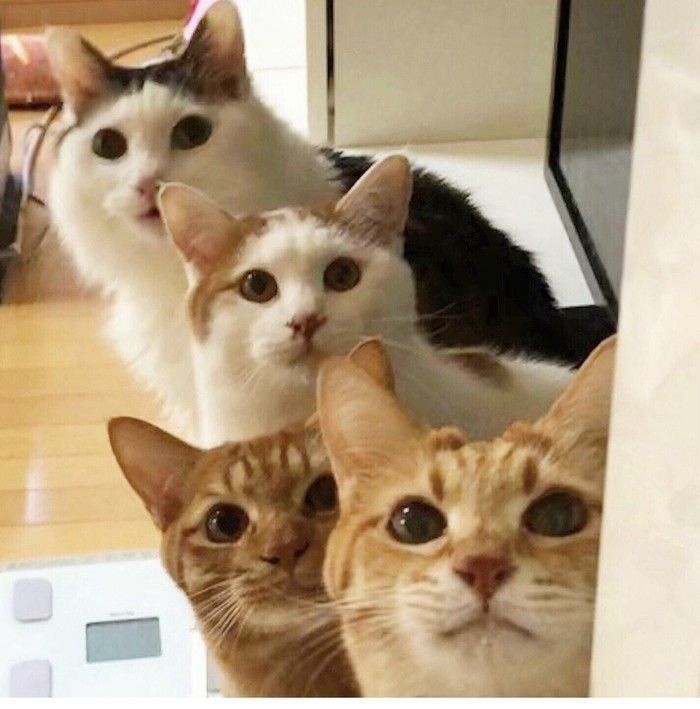 Создать мем: милые котики, котики, кошки