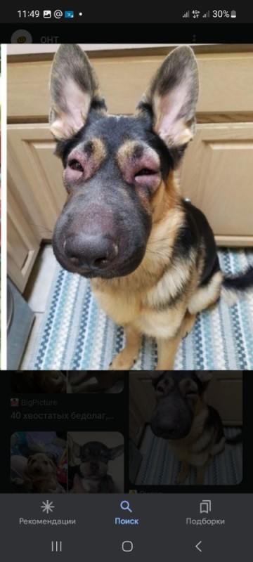 Create meme: dog got stung by a bee, the dog was bitten by bees, a shepherd with a narrow muzzle
