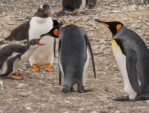 Создать мем: птенец королевского пингвина, penguin, субантарктический пингвин