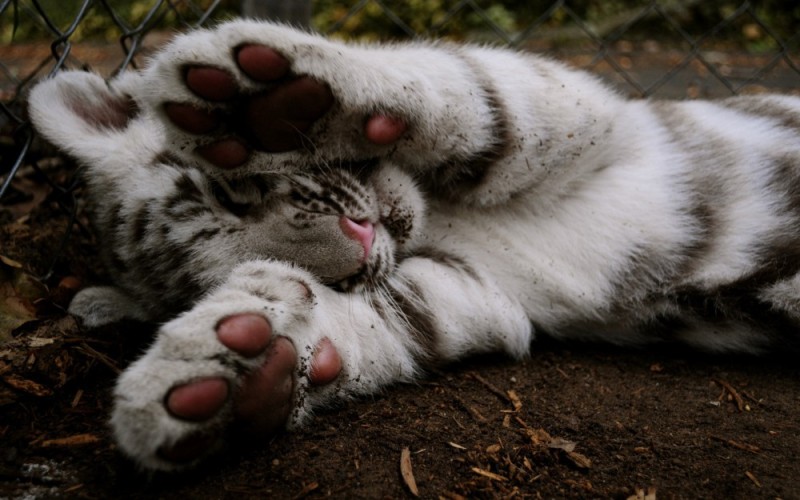 Create meme: white tiger cub, white tigers, tiger paw