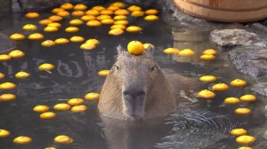 Создать мем: ok i pull up after party capybara, капибара в воде, животное капибара