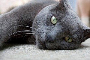 Create meme: cat, cat grey, gray cat