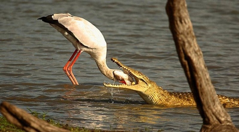 Create meme: Don't stick your nose in, stork on a crocodile, white stork