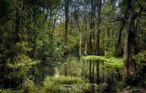 Create meme: forest nature, swamp in the forest