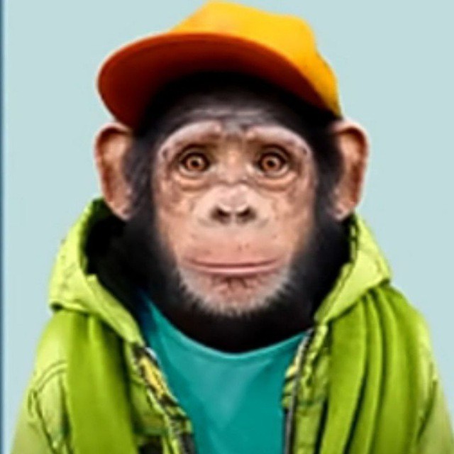 Создать мем: обезьяна, крутая обезьяна, мартышка смешная