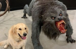Создать мем: оборотень, dog and werewolf meme, собака