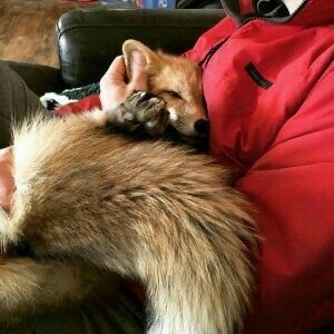 Create meme: home Fox , the red fox, tired fox