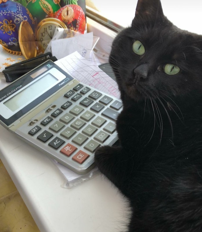 Создать мем: черный котик, бухгалтерский учёт, кошка