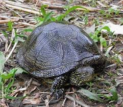 Создать мем: болотная черепаха рт, черепаха болотная – emys orbicularis»., болотная черепаха крымская