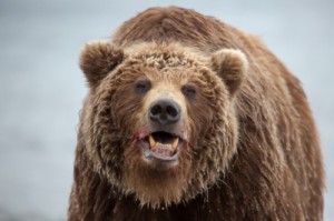 Create meme: brown bear, grizzly bear, in Kamchatka