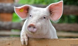 Создать мем: свинья красивая, поросята домашние, порода свиней