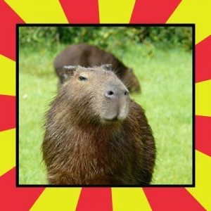 Создать мем: capybara, капибара, Handsome Capivara