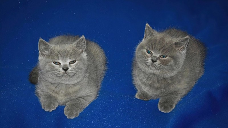 Создать мем: шотландские котята, британские голубые котята, кошка шотландская