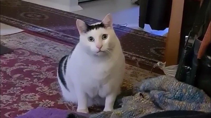 Create meme: fat cat , cat meme , the cat from the meme