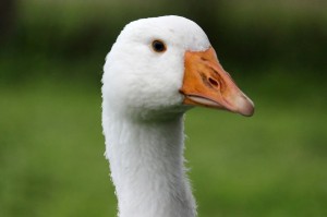Создать мем: goose, гусыня, белый гусь