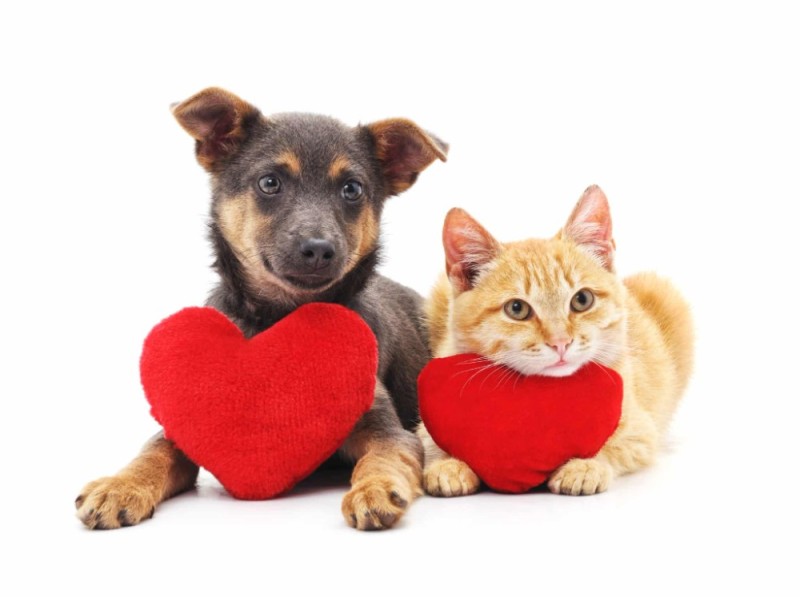 Create meme: cat and dog, A dog with a heart, dog cat 