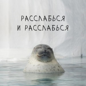 Создать мем: морской котик, довольный тюлень, расслабься картинки