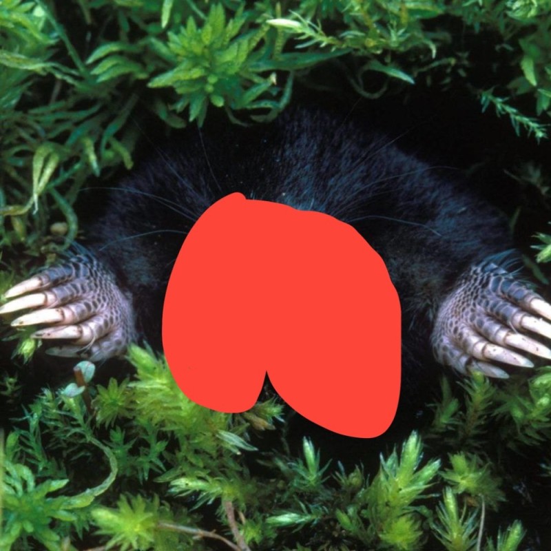 Create meme: the star - nosed mole, mole animal , the star bearer is an animal