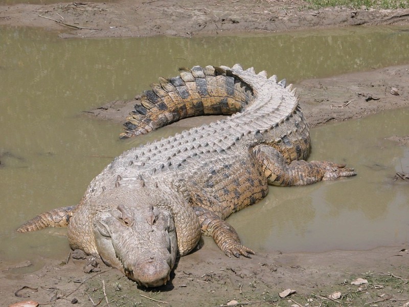 Create meme: crested crocodile red book, crocodile alligator, crocodile or alligator